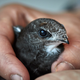 A very determined-looking swift.